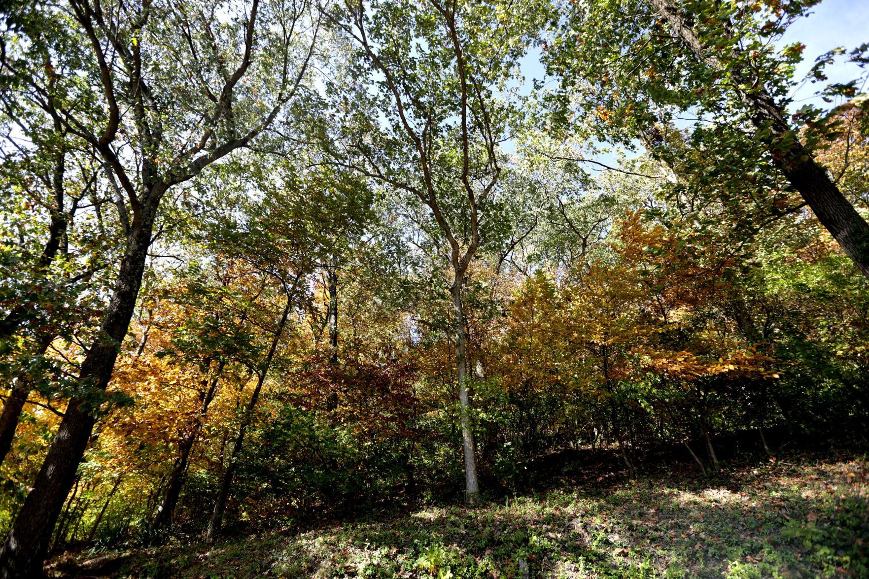 Fall color